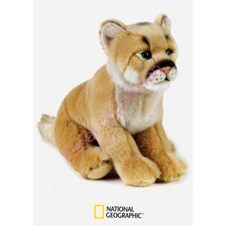 lion-des-montagnes_gf